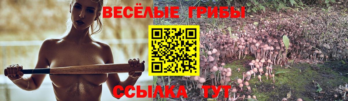 Псилоцибиновые грибы Psilocybe  Вход с VPN  Кулебаки 